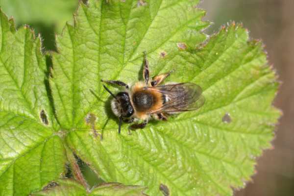 A medium sized bee with a black body and covered in cream coloured hairs which are a little more gingery coloured around the thorax.