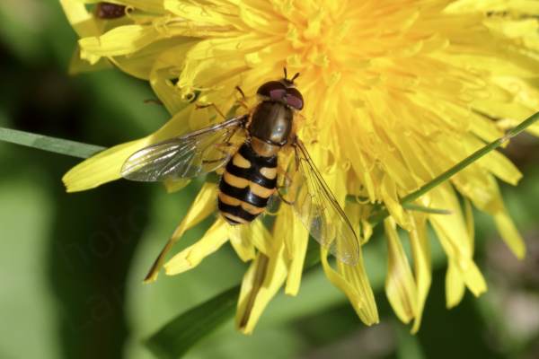 A medium sized pristine golden yellow and black Hoverfly is investigating a large yellow Dandelion flower.