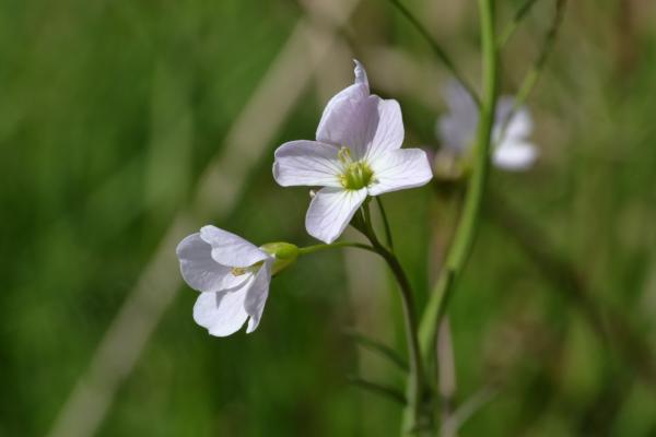 Delicate looking pale lilac to white flowers of Cardamine pratensis with four broad petals and pale green centres.