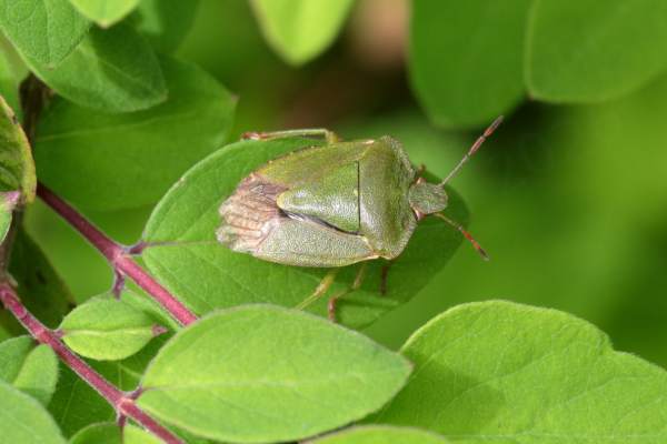 A Common Green Shieldbug unsurprisingly rather green in colour with pinkish red tips to its legs and antennae.
