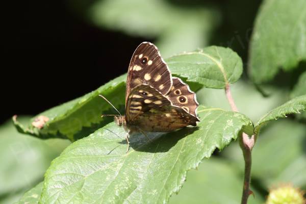 The Speckled Wood Butterfly is a brown medium sized Butterfly with lots of cream coloured blotches and eye spots on the upper wings.