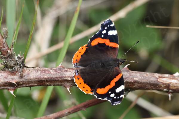 The Red Admiral is a large mostly black Butterfly with a wide orangy red stripe along the middle of the upper forewings and white blotches towards the wing tips.