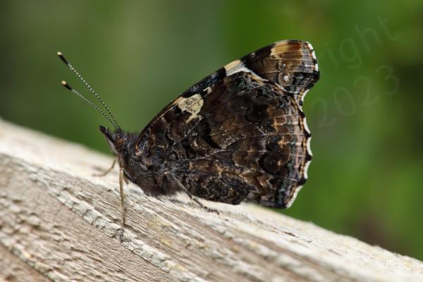 The Red Admiral is a large mostly black Butterfly with a wide orangy red stripe along the middle of the upper forewings and white blotches towards the wing tips.