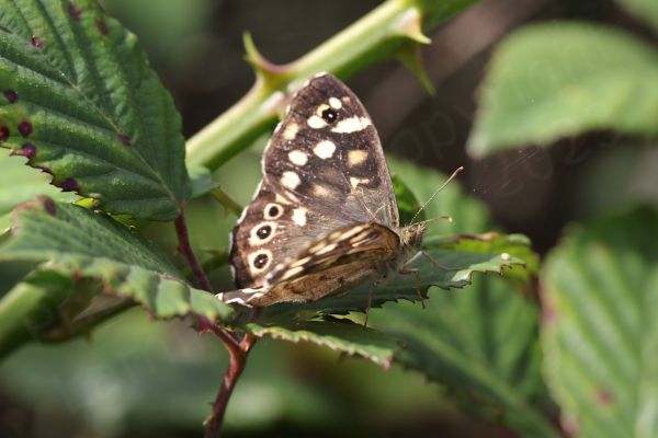 The Speckled Wood Butterfly is a brown medium sized Butterfly with lots of cream coloured blotches and eye spots on the upper wings.