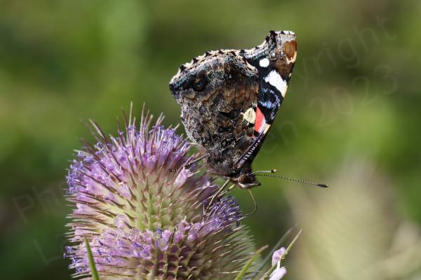 The Red Admiral is a large mostly black Butterfly with a wide orangy red stripe along the middle of the upper forewings and white blotches towards the wing tips.