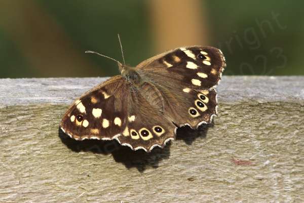 The Speckled Wood Butterfly is a brown medium sized Butterfly with lots of cream coloured blotches and eye spots on the upper wings.