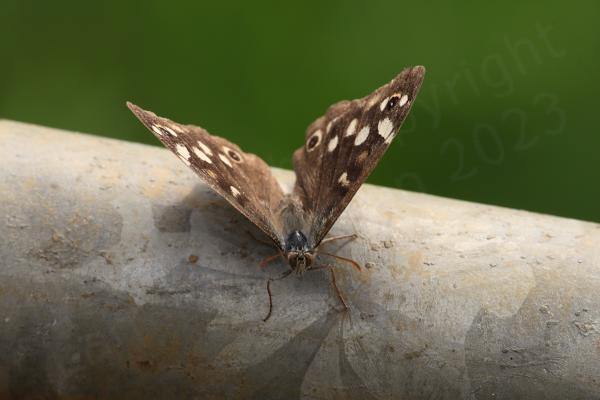 The Speckled Wood Butterfly is a brown medium sized Butterfly with lots of cream coloured blotches and eye spots on the upper wings.