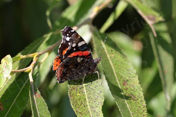 The Red Admiral is a large mostly black Butterfly with a wide orangy red stripe along the middle of the upper forewings and white blotches towards the wing tips.