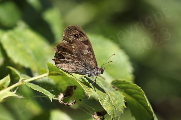 The Speckled Wood Butterfly is a brown medium sized Butterfly with lots of cream coloured blotches and eye spots on the upper wings.