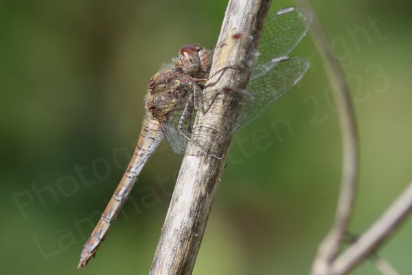 The Common Darter is a smallish Dragonfly with a habit of perching on branches waiting for its prey and varies in colour from bright red in males to dullish yellow brown in females and various shades in between.