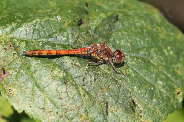 The Common Darter is a smallish Dragonfly with a habit of perching on branches waiting for its prey and varies in colour from bright red in males to dullish yellow brown in females and various shades in between.