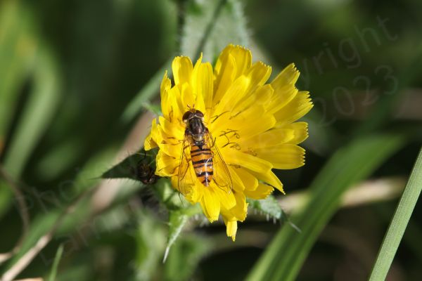 The Marmalade Hoverfly is a medium sized hoverfly with distinctive moustache shaped black markings on its orange abdomen.