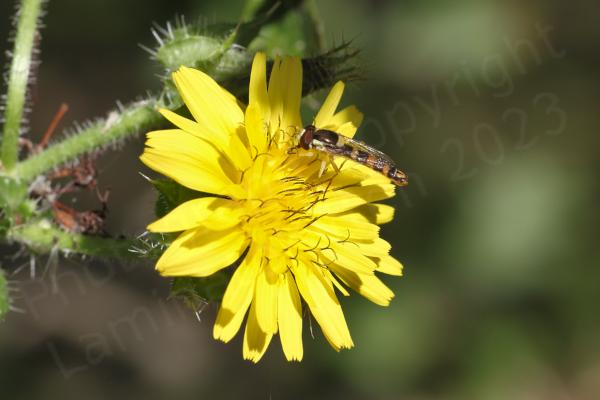 Against a green background a bright yellow flower is hosting a small and very slender hoverfly with large burgundy coloured eyes and a brown and yellow striped body.