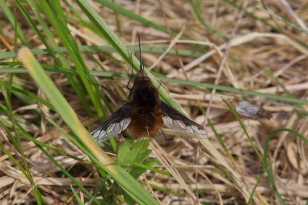 Resting on the grass is a small furry insect not unlike a bee in shape and colour but with outspread single wings and a very long proboscis.
