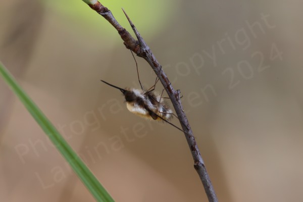 A side view of a very fluffy Bee fly showing the bee like shape and size as well as the long slender legs and proboscis.