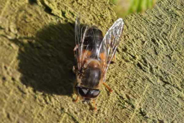 A largish hairy hoverfly similar in appearance to a honey bee with a mostly dark brown body and eyes and  light golden brown markings on its abdomen is reposing on a fence.