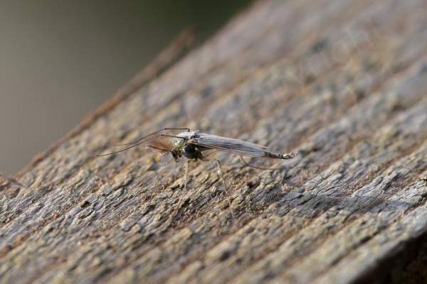 Sitting on the fence is a tiny but interesting looking fly with long cream legs of which the front pair are angled foward over its head and very prominent pinkish feathery antennae that look like bottle brushes whilst the long body is a pale green silvery colour.