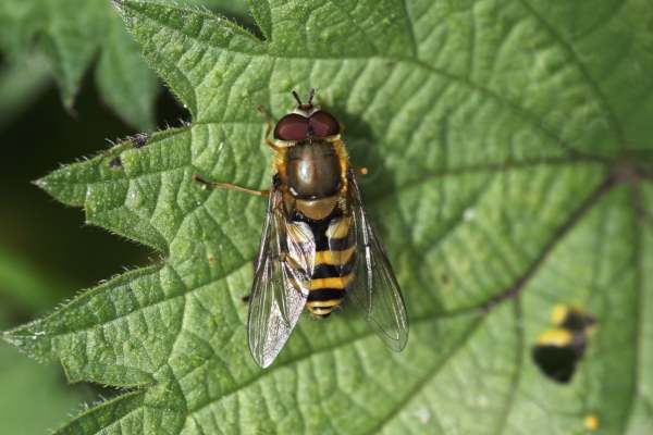 A large green leaf is the resting place for this large Hoverfly with dark burgundy eyes a golden thorax leading to a  black and yellow striped abdomen.  