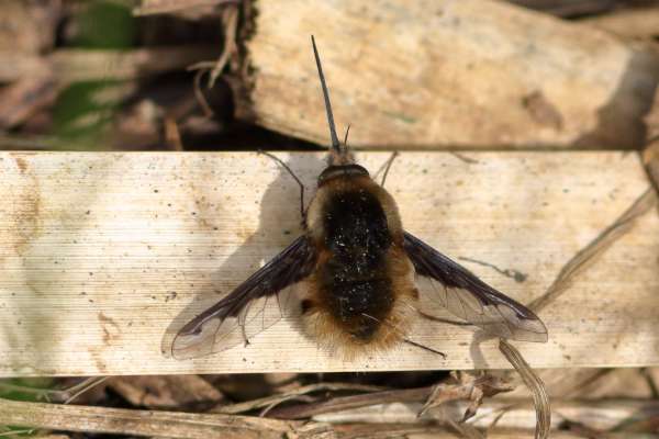 Taking a rest in the sun is a Bee like insect with light brown golden hairs on its body through which you can see the dark brown bee like shape underneath but the rigid proboscis which is almost as long as its body is the giveaway to its Bee Fly identity.
