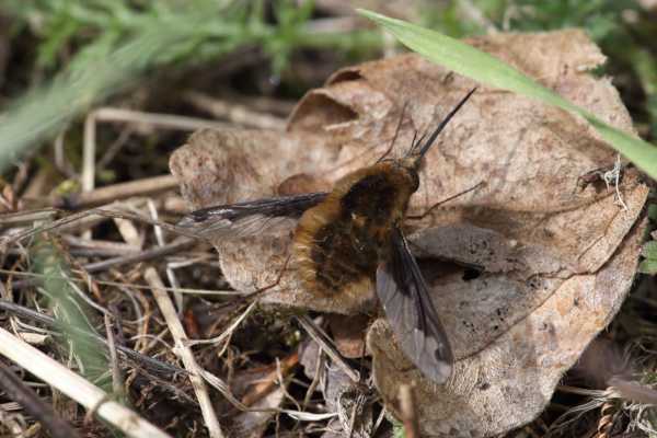 A Bee-Fly at rest on an old brown leaf with the sun lighting up its golden brown hairs.