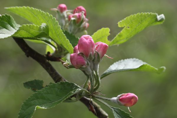 A small part of a tree branch showing the pink flower buds that are almost ready to burst open and the green stems with lots of white hairs they are growing out from.