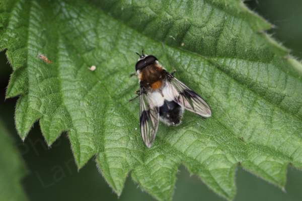 A rather pretty hoverfly with black eyes and an orange mid section followed by a broad white band ending with a black hind section and apart from the  wings lots of fine white hairs all over.