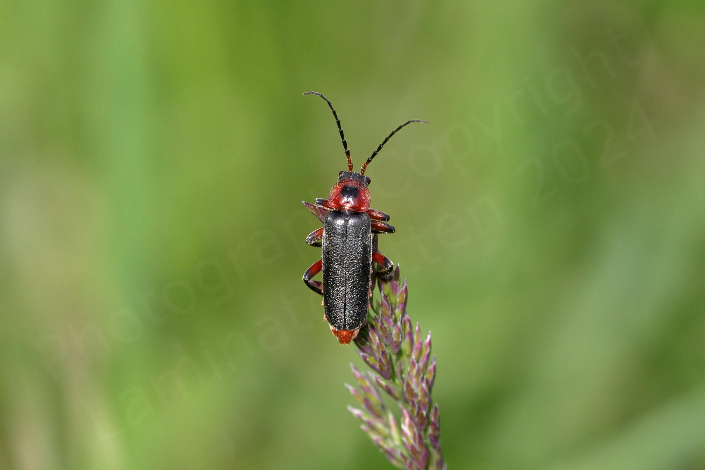A vibrantly coloured red and black beetle is investigating the seed head of a stem of grass.