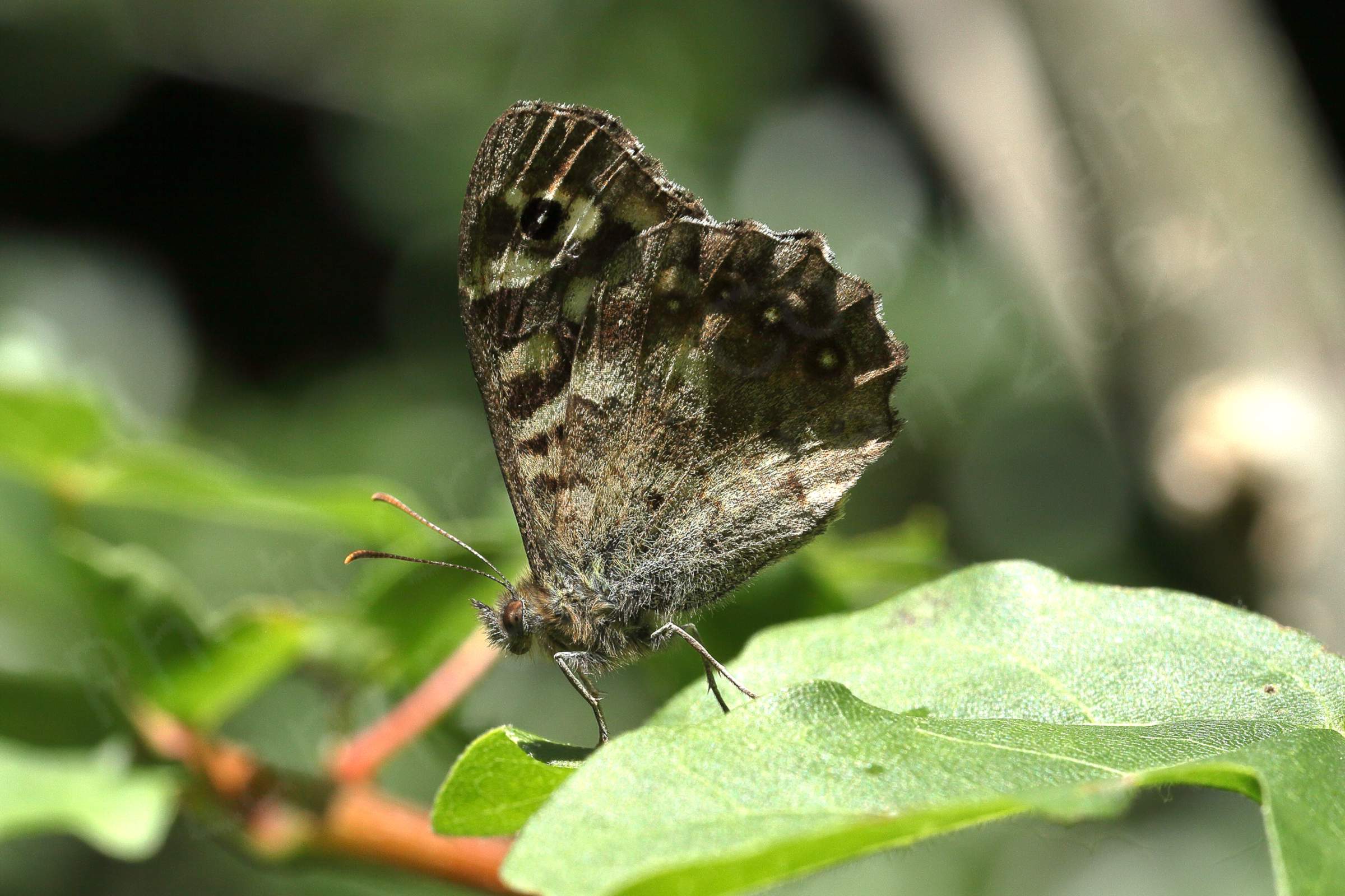 The Speckled Wood Butterfly is a brown medium sized Butterfly with lots of cream coloured blotches and eye spots on the upper wings.