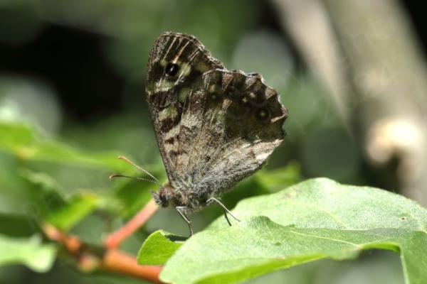 The Speckled Wood Butterfly is a brown medium sized Butterfly with lots of cream coloured blotches and eye spots on the upper wings.