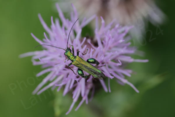 A metallic green beetle with the males distinctive large thighed hind legs is feasting on a purple thistle like flower.