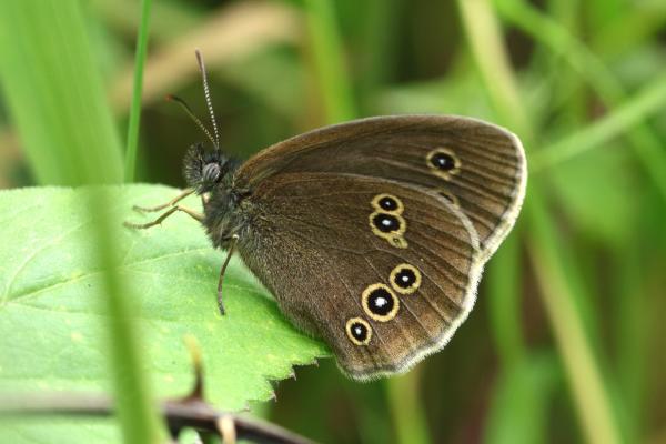 The Ringlet Butterfly shown has a rather hairy brown body with brown wings which are bordered with beautiful white centred black circles and a wide yellow outline.