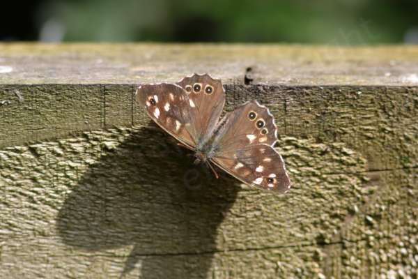 The Speckled Wood Butterfly is a brown medium sized Butterfly with lots of cream coloured blotches and eye spots on the upper wings.