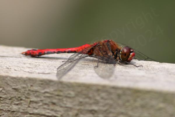 Superficially similar to the Common Darter the Ruddy Darter is a smallish Dragonfly with the same habit of resting on sticks but the mature male is a rich red colour and the females yellow brown both have dark black legs with no vertical stripes.