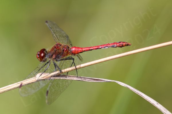 Superficially similar to the Common Darter the Ruddy Darter is a smallish Dragonfly with the same habit of resting on sticks but the mature male is a rich red colour and the females yellow brown both have dark black legs with no vertical stripes.