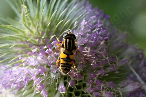 A pale lilac Teasel flower is hosting a medium sized Hoverfly which is mostly golden yellow in colour but with 3 broad black stripes on its thorax and four upside down anvil shaped markings along its abdomen.