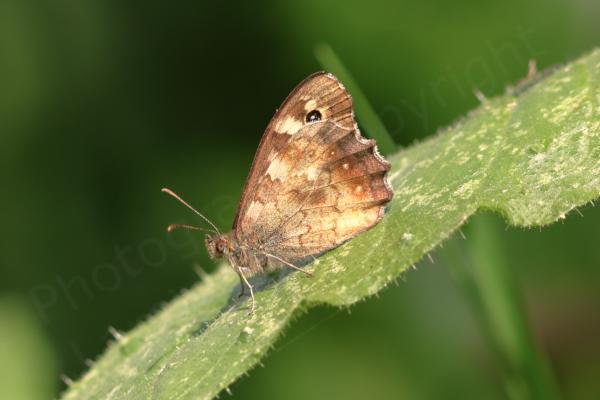 The Speckled Wood Butterfly is a brown medium sized Butterfly with lots of cream coloured blotches and eye spots on the upper wings.