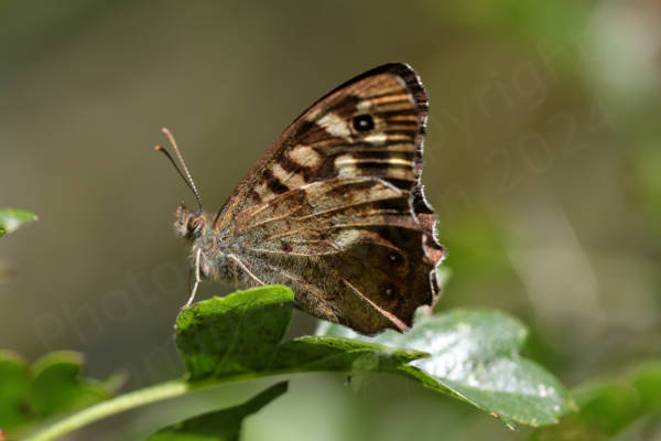The Speckled Wood Butterfly is a brown medium sized Butterfly with lots of cream coloured blotches and eye spots on the upper wings.
