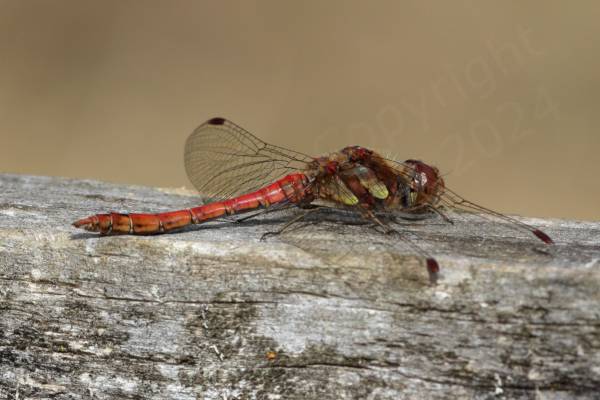 The Common Darter is a smallish Dragonfly with a habit of perching on branches waiting for its prey and varies in colour from bright red in males to dullish yellow brown in females and various shades in between.