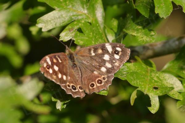 The Speckled Wood Butterfly is a brown medium sized Butterfly with lots of cream coloured blotches and eye spots on the upper wings.