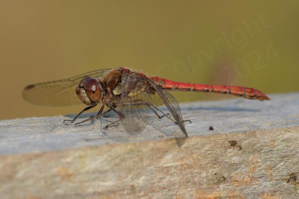 The Common Darter is a smallish Dragonfly with a habit of perching on branches waiting for its prey and varies in colour from bright red in males to dullish yellow brown in females and various shades in between.
