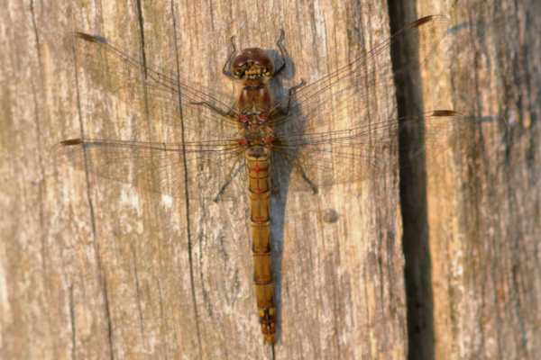 The Common Darter is a smallish Dragonfly with a habit of perching on branches waiting for its prey and varies in colour from bright red in males to dullish yellow brown in females and various shades in between.