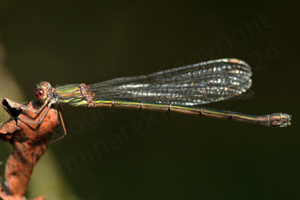 The female Willow Emerald Damselfly is a large slender metallic green or when mature a coppery brown coloured Damselfly with light brown pterostigma and like the male often rests with its wings partially spread out.