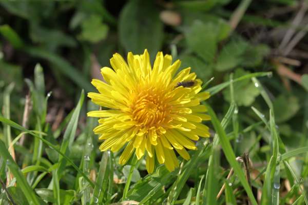 Resting on top of a shortish stem is a bright yellow flower with huge numbers of slender petals giving it the appearance of a Dandelion.