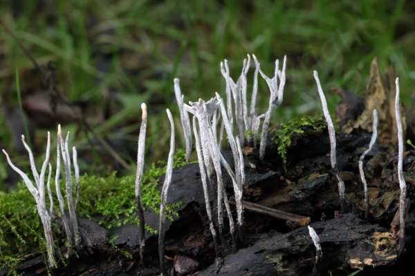 Candlesnuff Fungus is quite easy to identify with its multiple tall slender antler shaped stems in a textured chalky white colour rising from a black base.