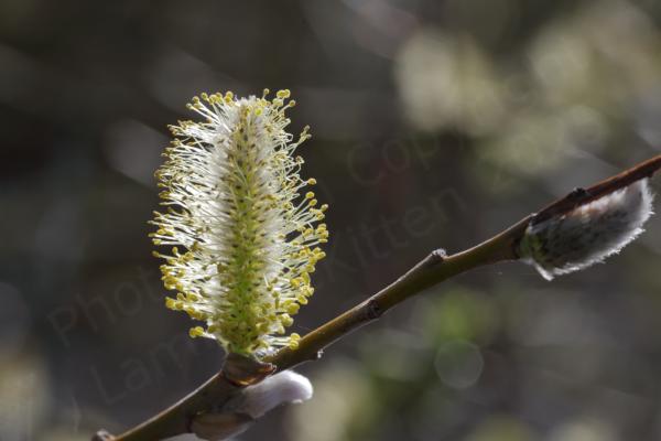 A single fully open Willow Catkin is backlit by the sun and highlights the pale green centre with white stamens topped by yellow anthers.
