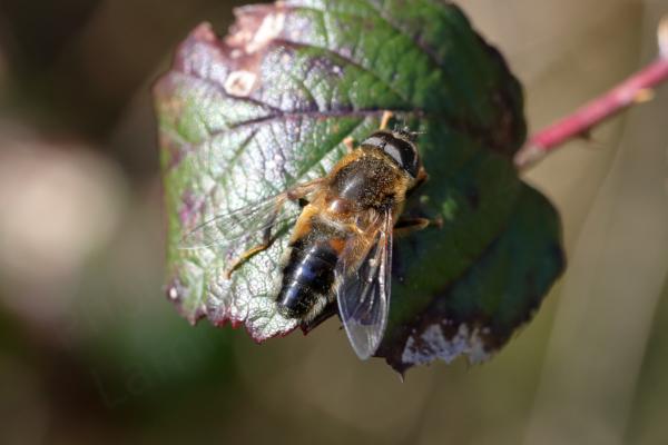 A brown Hoverfly with golden markings and fur is sitting on what looks like an old bramble leaf.