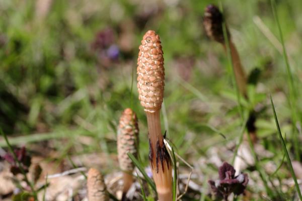Looking rather like a tall slender light brown inkcap type fungi these are the large shoots of Field Horsetail which is an ancient plant.