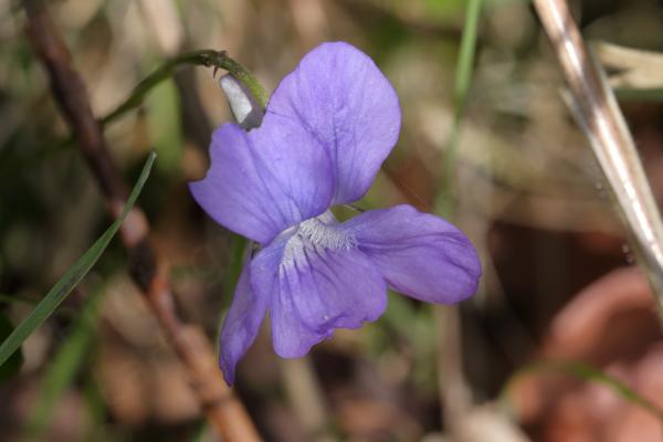 A single Common Dog-violet flower displaying five large purple petals which fade to white near the centre.