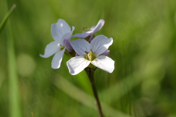 A small cluster of Cuckooflowers on a single stem showing the pink veined white petals fading to a pale greenish yellow colour in the centre.