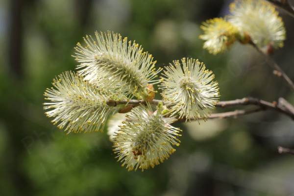 A close up of some large Willow catkins with yellow anthers on long white stamens.